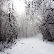 Normafa – Erzsébet-kilátó